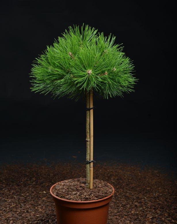 4 Pinus