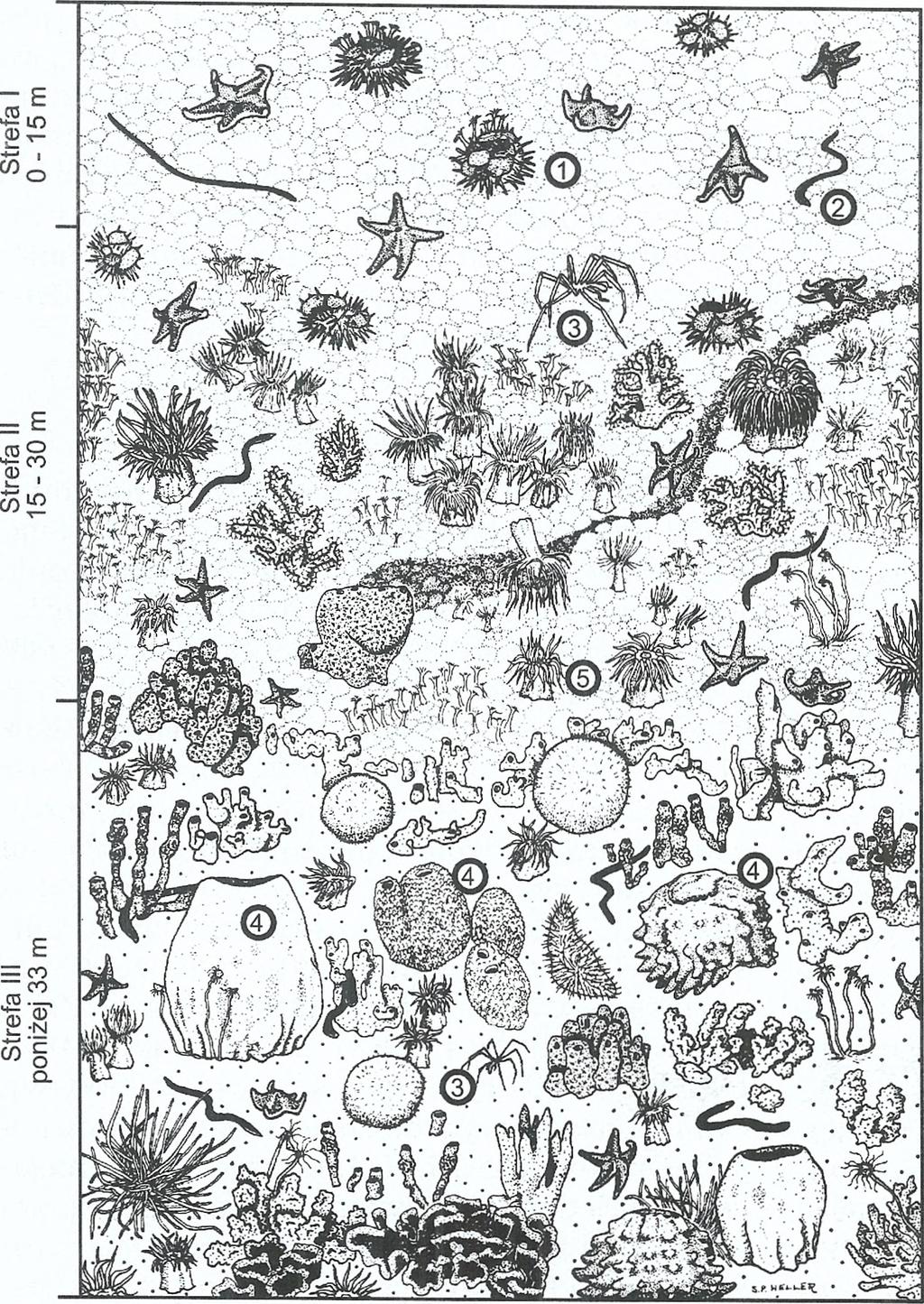 i współaut. 1986).