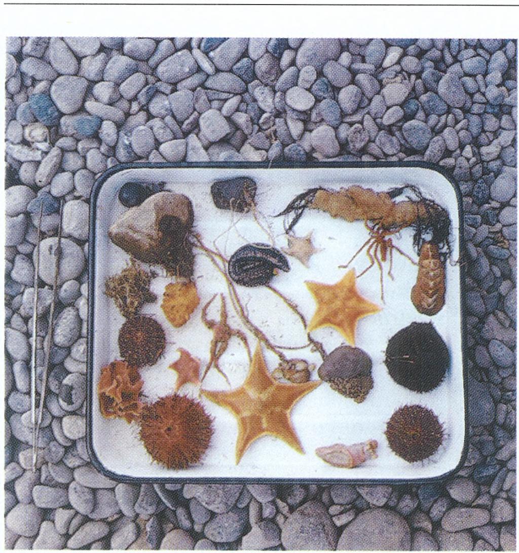Zwracano już uwagę na nierównomierność rozmieszczenia biomasy zoobentosu w zgrupowaniach epi-infauny.