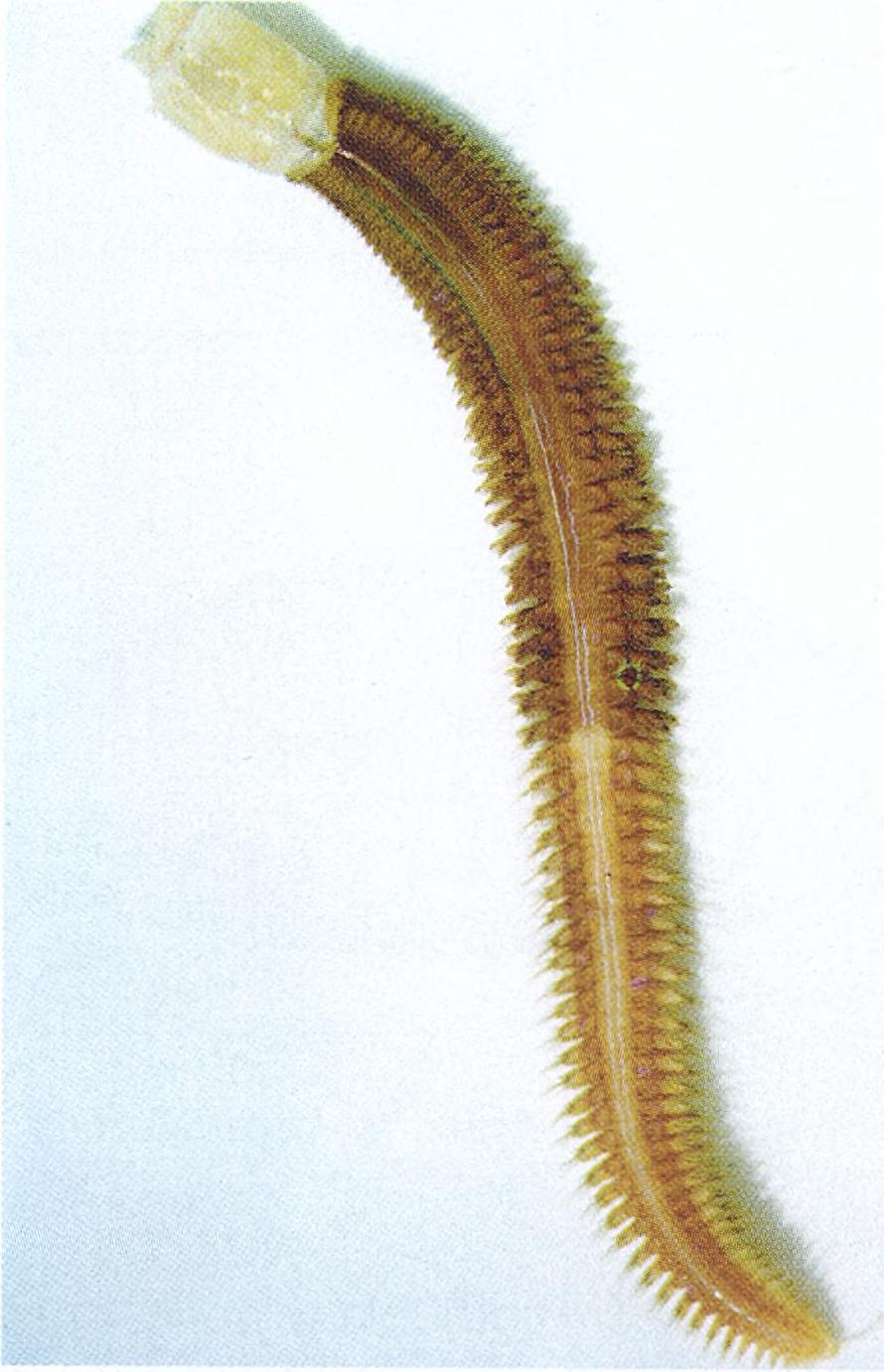 Pennatulacea, thp wieloszczety z rodziny Terebellidae, fa ryba demersalna ukryta pod muszlą L. elliptica. N o n a t o i współaut. w druku).