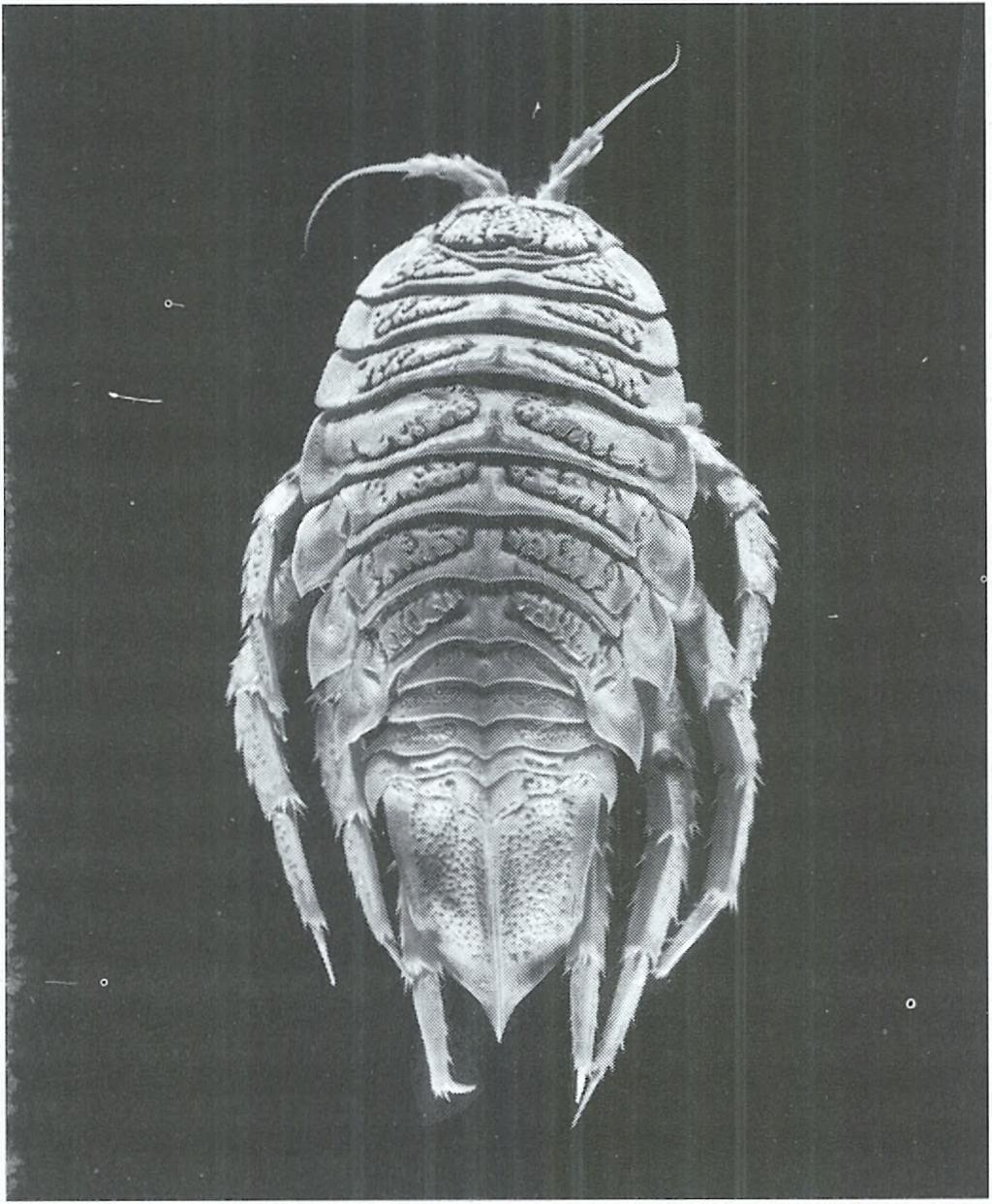 rozmaitych biocenozach oceanicznych nawet tak wyjątkowych, jak hydrotermalne źródła.