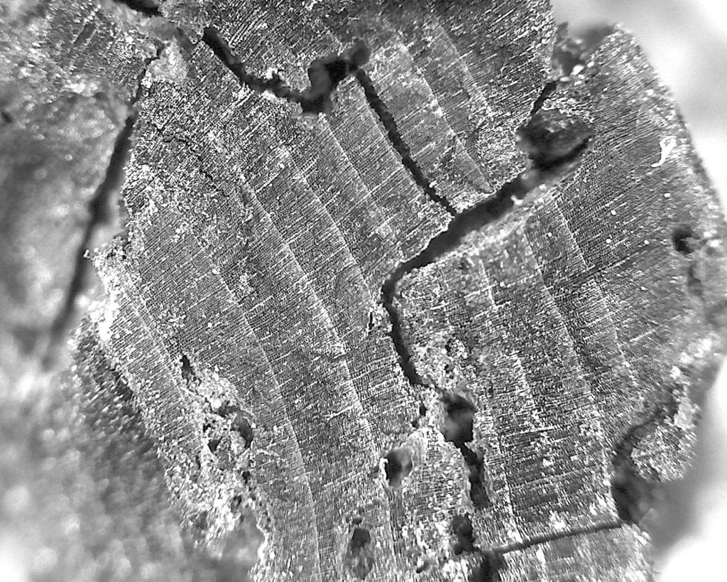 The identification of charcoal from archaeological finds in Risan (Montenegro) 79 lying above or in the floor of the room (probably material from the second set).