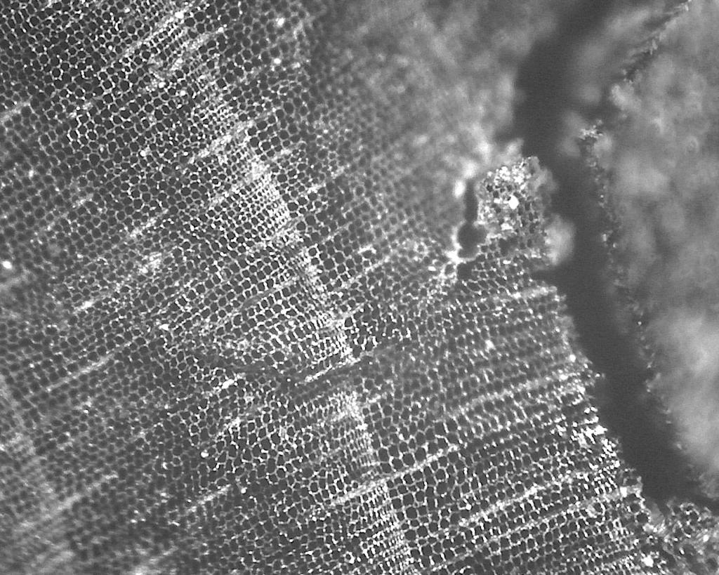 The charcoal was in the form of several small pieces in the shape of cubes with side lengths equal to approximately 15 mm. The second part of the material was found at a depth of 0.