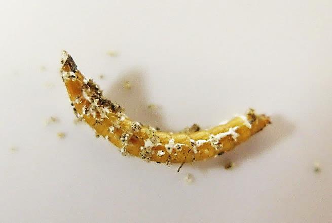 PODSUMOWANIE Fot. 2. Drutowiec zainfekowany grzybnią B. bassiana. 1. Najlepszym substratem w warunkach laboratoryjnych do produkcji zarodników grzyba B. bassiana były ziarna pszenicy. 2. Największa śmiertelność drutowców w warunkach laboratoryjnych obserwowana była do 5 tygodniu po aplikacji preparatów.