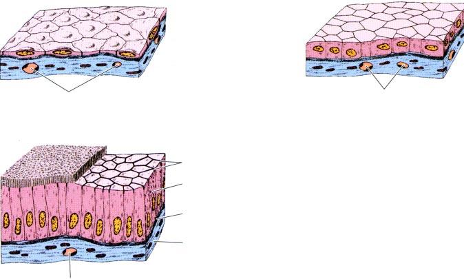 70 Rozdział 4 A. Nabłonek jednowarstwowy płaski B.