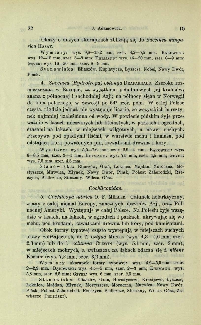22 J. Adamowicz. 10 Okazy o dużych skorupkach zbliżają się do Succinea hunga- rica H a z a y. Wymiary: wys. 9,8 15,2 mm, szer. 4,2 5,5 mm. B y k o w s k i: wys. 12 18 mm, szer.