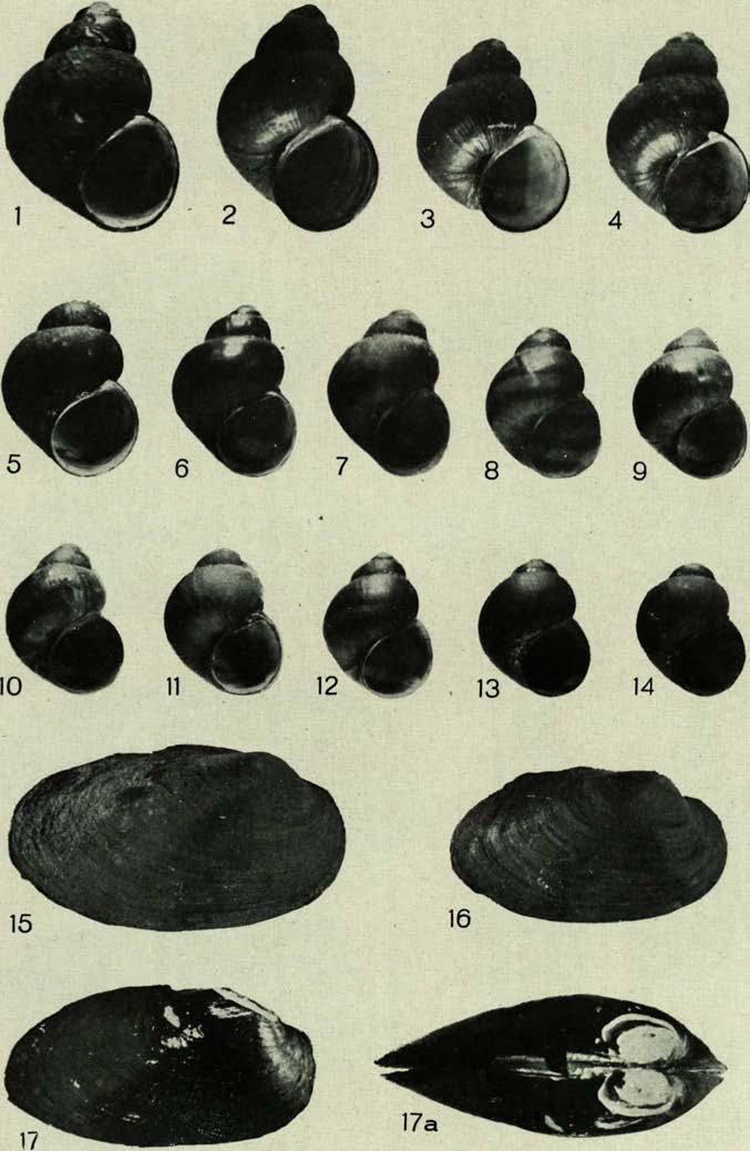 Polonici, t. IV. Tab. I. J.