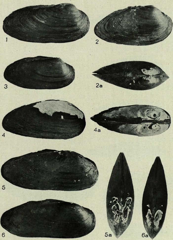Fragmenta Faunistica Musei Zoologici Polonici,