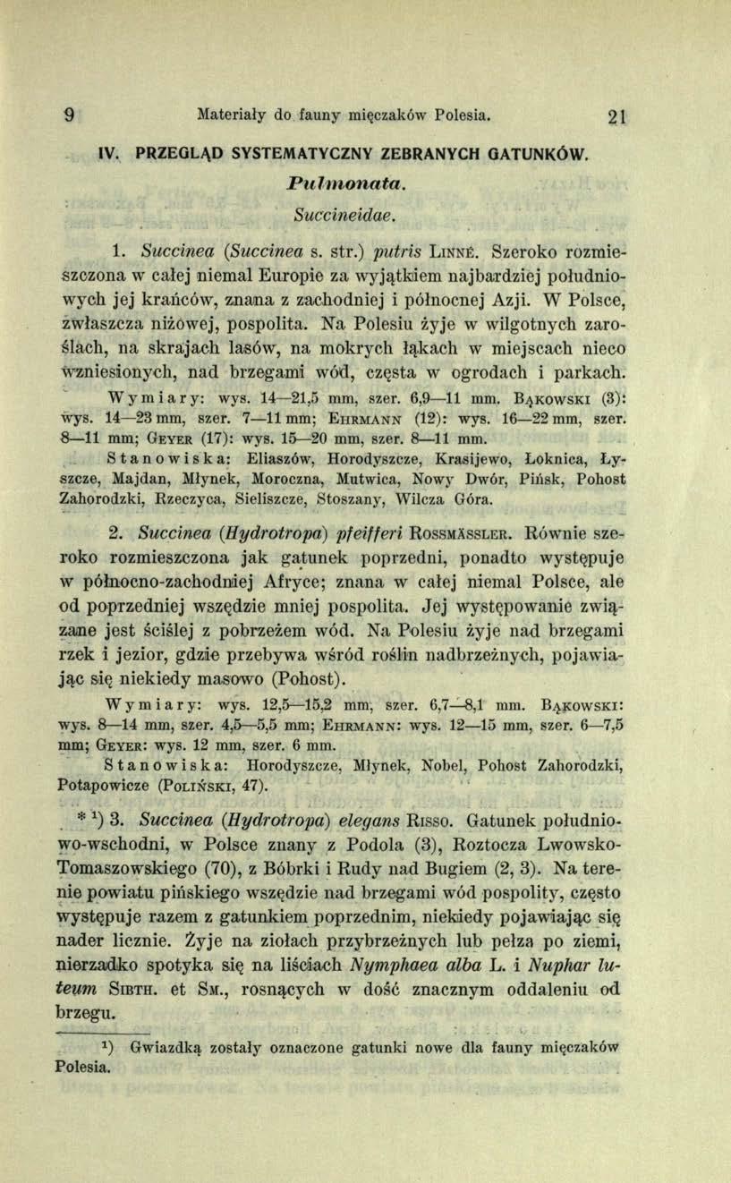 9 Materiały do fauny mięczaków Polesia. 21 IV. PRZEGLĄD SYSTEMATYCZNY ZEBRANYCH GATUNKÓW. Pulmonata. Succineidae. 1. Succinea (Succinea s. str.) putris L inn é.