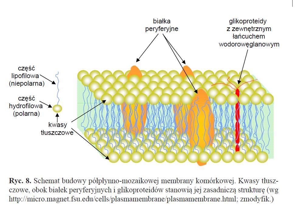 A Inhibitory enzymu ACCazy Uniemożliwiają wytwarzanie