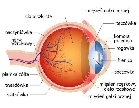 Budowa oka Główne elementy oka: twardówka (centralnie:
