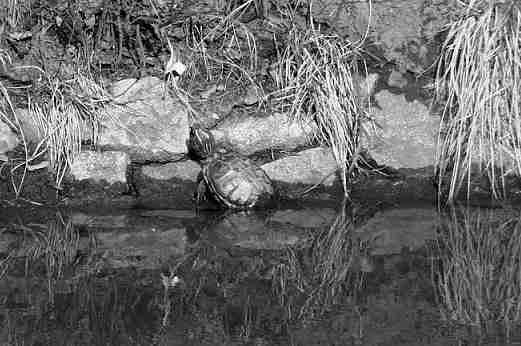 2004) stanowią przesłankę do uważnego monitorowania tych żółwi w naszym kraju tym bardziej, że jako gatunek kosmopolityczny i określony jako inwazyjny (Lowe i in.