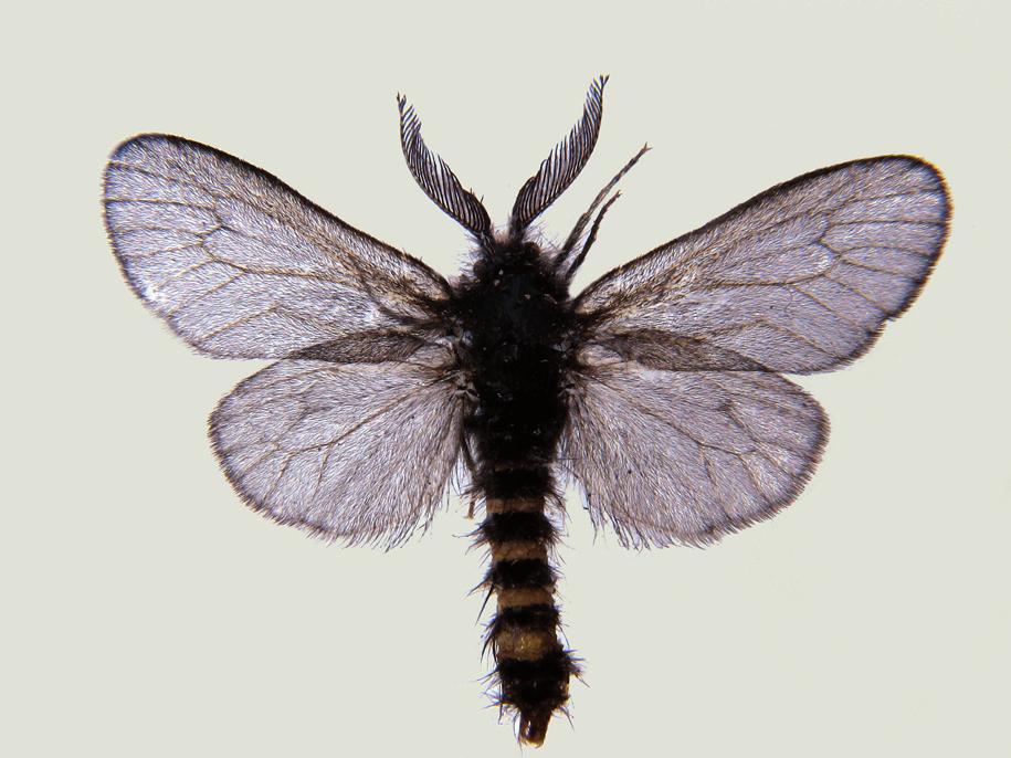 Adam Malkiewicz, Xavier Dobrzański PRZYRODA SUDETÓW t. 15(2012): 91-100 Studia nad koszówkowatymi (Lepidoptera: Psychidae) Dolnego Śląska. Cz. 3.