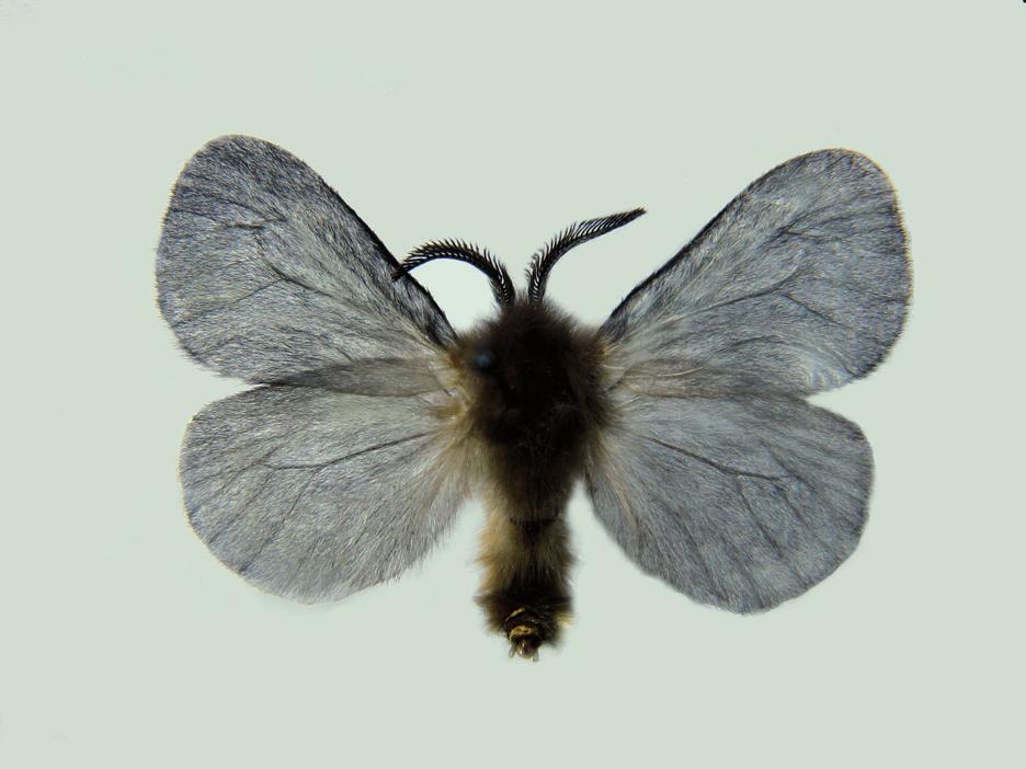 Studia nad koszówkowatymi (Lepidoptera: Psychidae) Dolnego Śląska. Cz. 3. Oiketicinae 95 Fot. 7-8. Megalophanes viciella (Denis et Schiffermüller, 1775) samiec i koszyczek. (Wol f 1928).