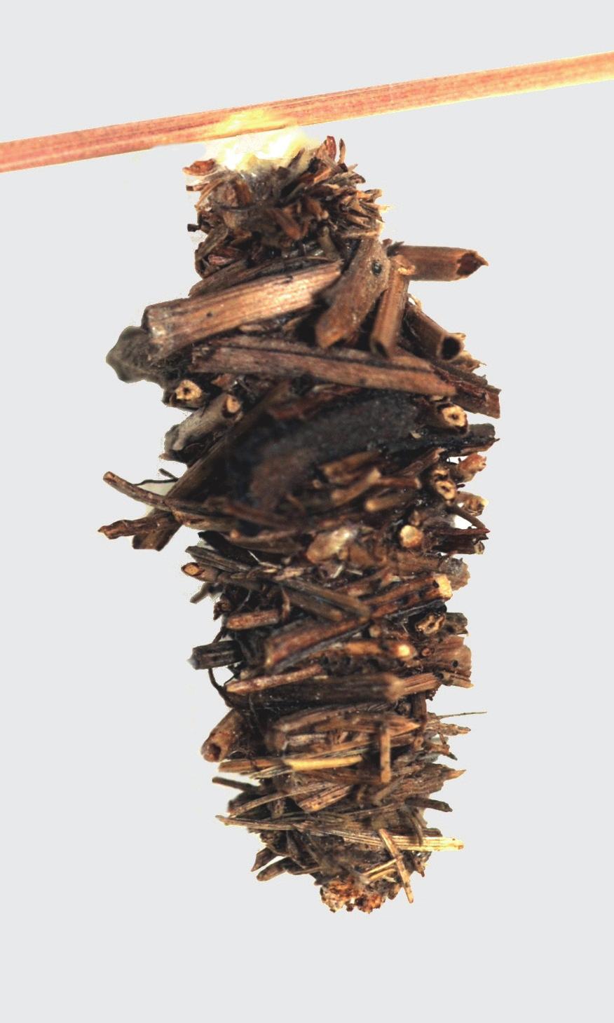 Gatunek rozwija się na wilgotnych łąkach, żeruje na różnych gatunkach roślin zielnych, głównie na trawach (Poaceae).