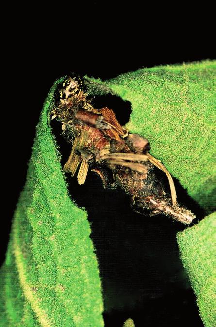 Studia nad koszówkowatymi (Lepidoptera: Psychidae) Dolnego Śląska. Cz. 3. Oiketicinae 97 przy samej Nysie Łużyckiej (NSG Niederspreer Teichgebiet [VS99]) (Ge l b r e c h t i in. 2003).