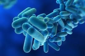 Charakterystyka bakterii Legionella sp. Bakterie Legionella sp.