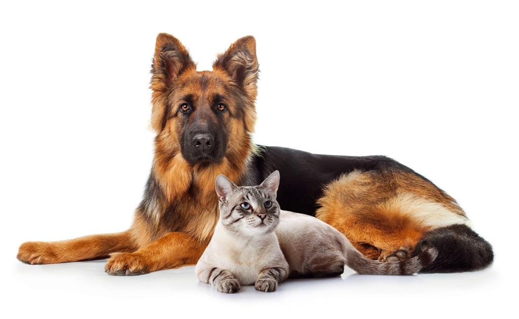 ArthroHA, ArthroHA mini PRAWIDŁOWE FUNKCJONOWANIE STAWÓW ArthroHA i ArthroHA mini to preparaty dla psów i kotów stosowane w celu przywrócenia sprawności stawów.