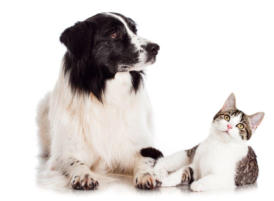 Tabletki: psy małe - 1 tabletka dziennie psy średnie - 2 tabletki dziennie psy duże - 3 tabletki dziennie Tabletki mini: koty i małe psy: 1-2 tabletki dziennie