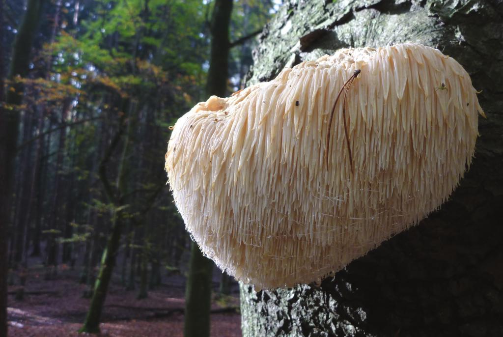 A. Sikora i G. Neubauer Soplówka jeżowata w Polsce Wstęp Soplówka jeżowata Hericium erinaceus (Bull.: Fr.) Pers.