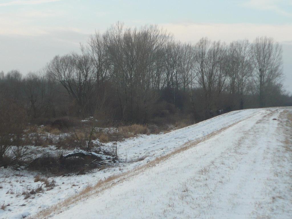 Fot. nr 37 Zarośnięte międzywale rzeki Wisły widok od strony