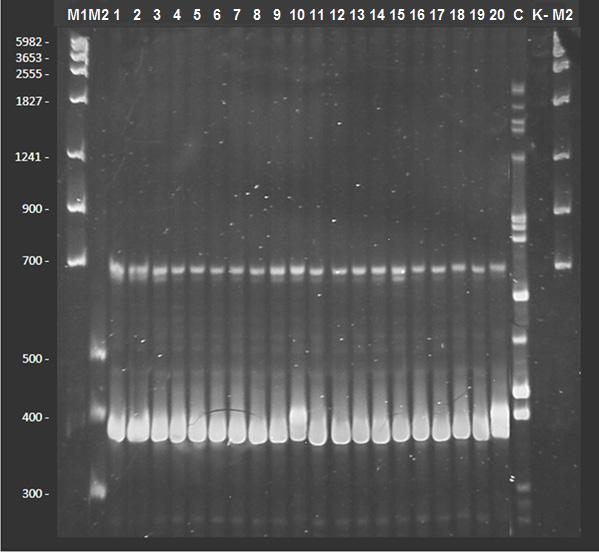 154 K. Wolny-Koładka Nr 3 WYNIKI I ICH OMÓWIENIE W zaprezentowanych badaniach starano się ocenić przydatność dwóch metod genetycznych (ITS-PCR i PCR MP) w różnicowaniu szczepów S.