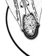 wytworzenie witki aksonemy witka i otaczających ją struktur włóknistych (pochodne cytoszkieletu) zagęszczenie i zmiana kształtu jądra utworzenie mankietu mitochondrialnego utworzenie