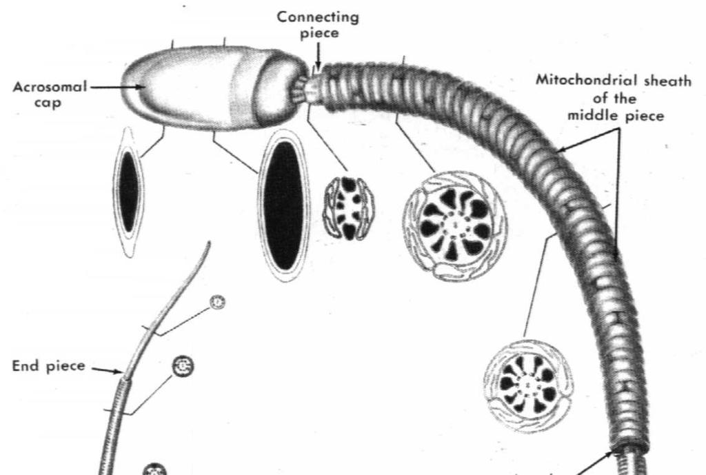 , mankiet mitochondrialny - część główna: aksonema, 7 gęstych włókien zewn.