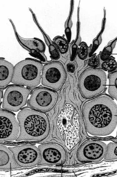 krople lipidowe Funkcje: wspomaganie (strukturalne i metaboliczne) komórek