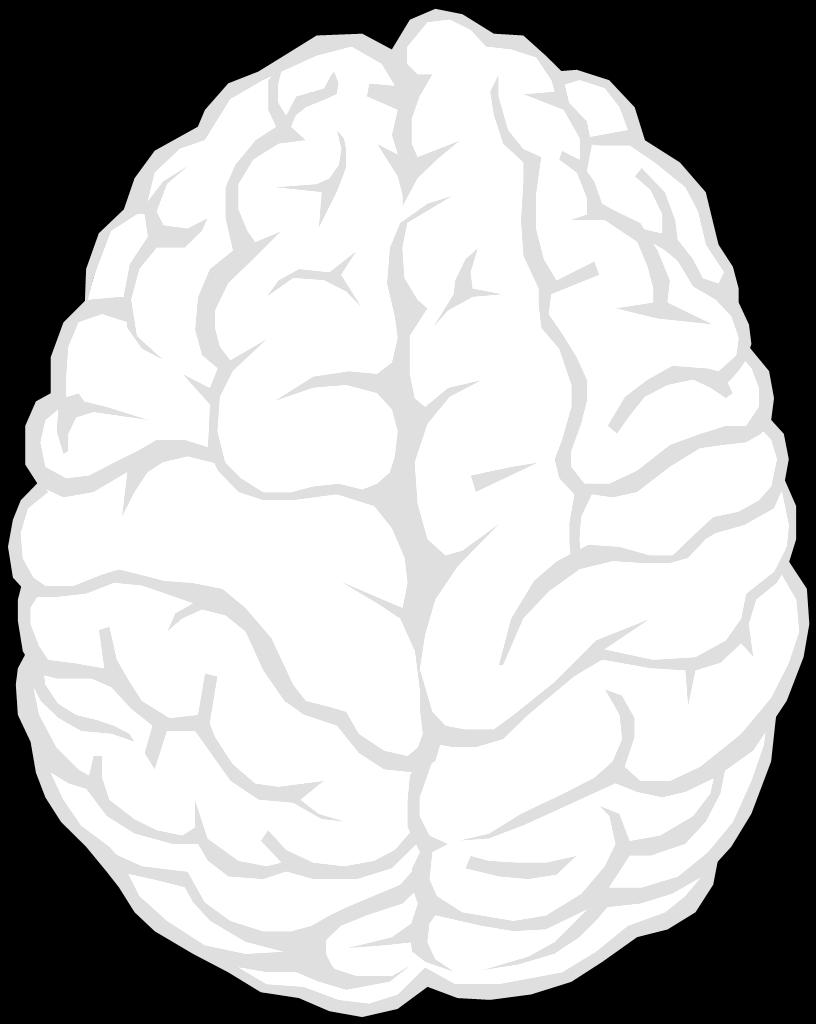 Dwie półkule mózgowe