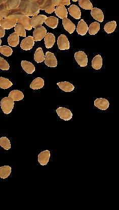 Poznajcie nas bli ej... Nowoœci nasienne 3/2007 BIURO G ÓWNE W WARSZAWIE Dyrektor dr Tomasz Pyzik Tomasz.Pyzik@deruiterseeds.com DE RUITER SEEDS Sp. z o.o. ul. Cypryjska 2B, 02-761 Warszawa tel.