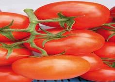 pl Rejon centralny Krzysztof Grzyb doradca w zakresie uprawy i produkcji papryki D¹brówka Pod³ê na 41 k. Radomia 26-652 Zakrzew tel. (048) 610 58 93, 363 86 67 tel. kom.