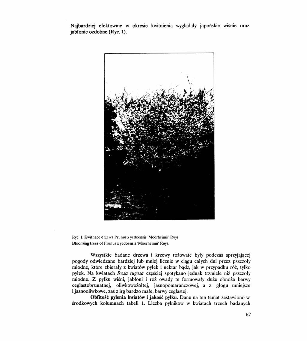 Najbardziej efektownie w okresie kwitnienia wyglądały japońskie wiśnie oraz jabłonie ozdobne (Ryc. 1). Ryc. 1. Kwitnące drzewa Prunus x yedoensis 'Moerheimii' Ruys.