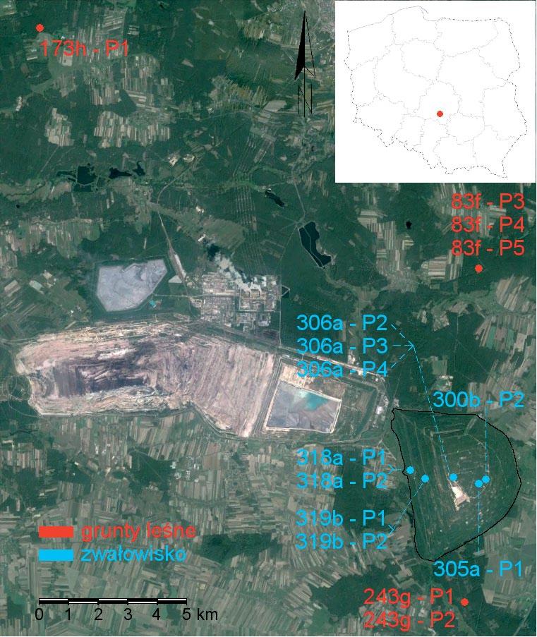 na Niżu Środkowopolskim (Jagodziński i Kałucka 2008). W połowie lat 80.