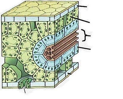 Metody mikroskopowe: -mikroskopia konfokalna i