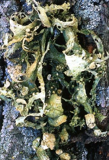 Ekotoksykologia interdyscyplinarne badania reakcji