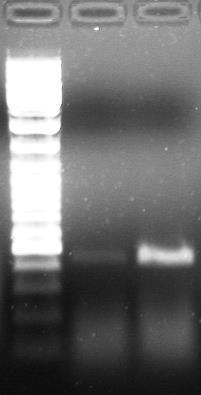 Poziom ekspresji wybranych genów u roślin C3 i C4 hodowanych w warunkach zróżnicowanego natężeniu światła Technika RT-PCR (Semi-Quantitative RT PCR) lub/i Hybrydyzacja