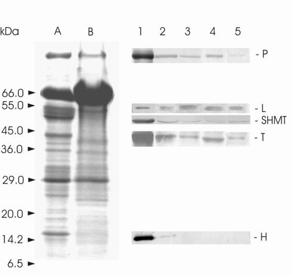 Udział mitochondriów w metabolizmie fotosyntetycznym i fotooddechowym 1. Wpływ światła na aktywność oddechową izolowanych komórek BS i M. 2.
