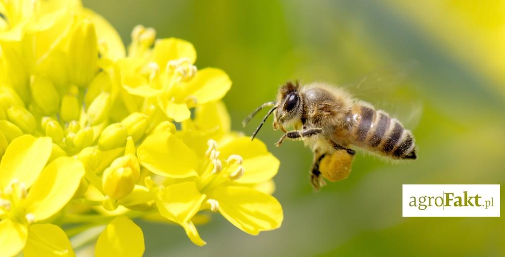 .pl https://www..pl uszkodzeń przez słodyszka rzepakowego, pozbywając się jednocześnie np. szkodników łuszczynowych. Uważajmy na pszczoły! Substancje nieselektywne mogą zaszkodzić pszczołom.