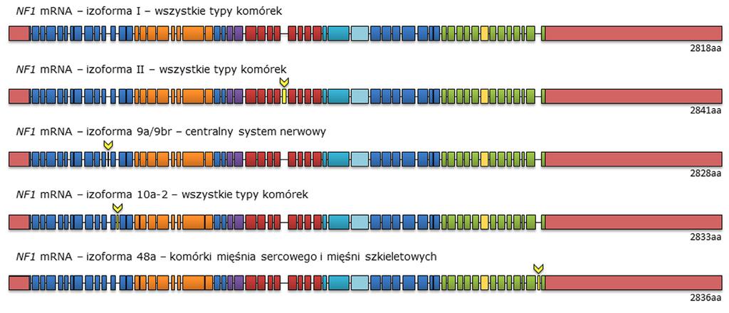 Postepy Hig Med Dosw (online), 2015; tom 69: 1331-1348 Ryc. 6. Izoformy mrna dla genu NF1 wraz z miejscem ekspresji od białek RAS i PKA.