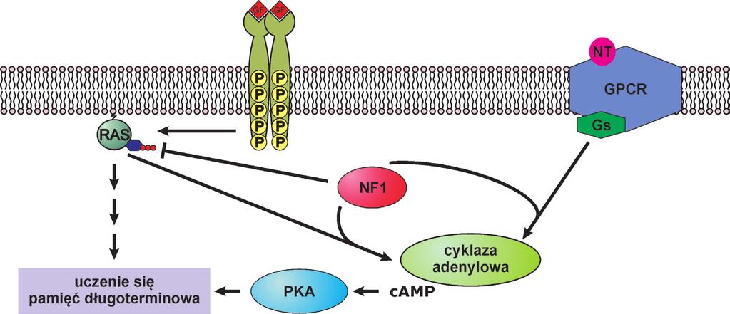 Abramowicz A., Gos M. Neurofibromina budowa i funkcje białka... Ryc. 4.
