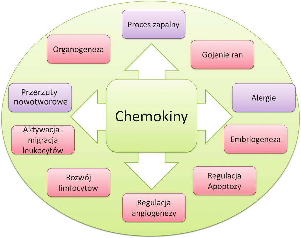 Izabella Henc, Ewa Bryl Chemokiny jako ważne mediatory stanu zapalnego Tym sposobem, na podstawie liczby i wzajemnej lokalizacji dwóch pierwszych cystein (przy końcu łańcucha aminowego), wyróżniono