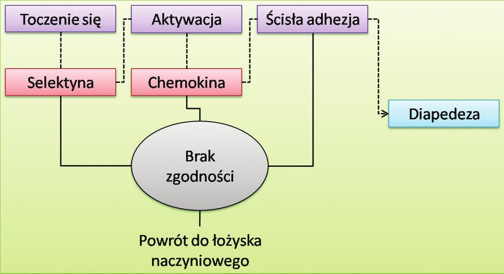 Izabella Henc, Ewa Bryl Chemokiny jako ważne mediatory stanu zapalnego Rycina 6. Zarys etapów migracji leukocytów do miejsca zapalenia.