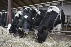 .pl https://www..pl Czasami konieczne będzie dostawienie dodatkowych przegród, aby krowy w zasuszeniu, nie wyjadały paszy dla krów będących w laktacji.