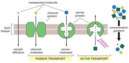 3 Pobudliwa błona komórkowa Biofizyczne modele czynności elektrycznej neuronów opisują głównie własności elektryczne błony neuronów.