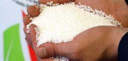 w przeliczeniu na czysty składnik, były: sól potasowa, na zakup której należało przeznaczyć 4,4 kg pszenicy, mocznik (5,2 kg pszenicy) i fosforan amonu (5,5 kg pszenicy).