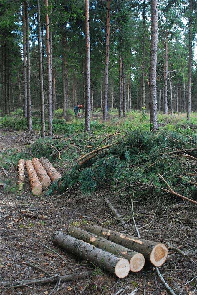 Nadleśnictwo Krynki zamieranie drzewostanów