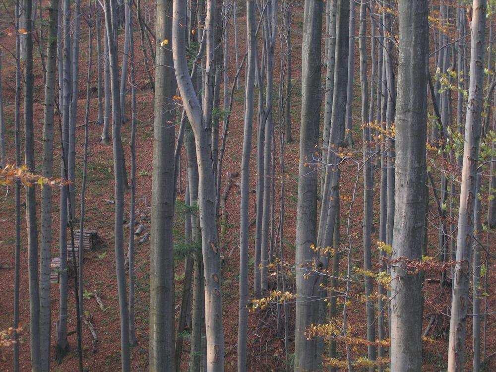 Biuro Urządzania Lasu i Geodezji Inwentaryzacja