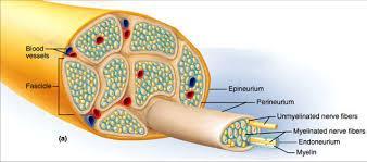 Nerwy Pęczki włókien nerwowych biegnących równolegle do siebie, otoczonych tkanką łączną właściwą Nanerwie Onerwie Śródnerwie Nanerwie cały nerw; duża liczba naczyń krwionośnych, fibrocyty, włókna tk.