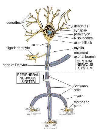 System połączonych ze sobą komórek nerwowych i glejowych.